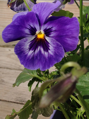 pansies