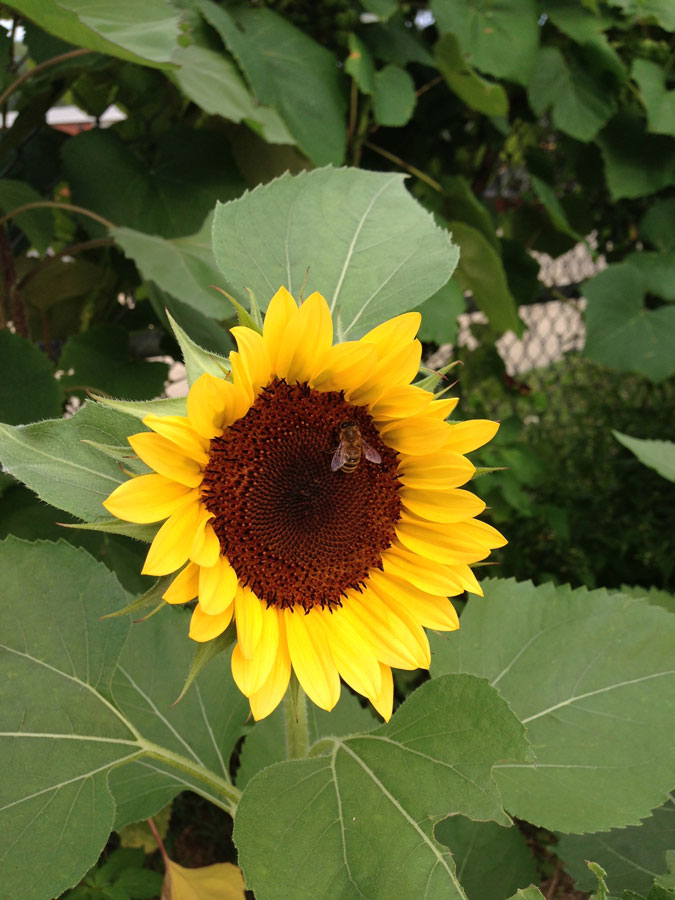 sunflowerbee