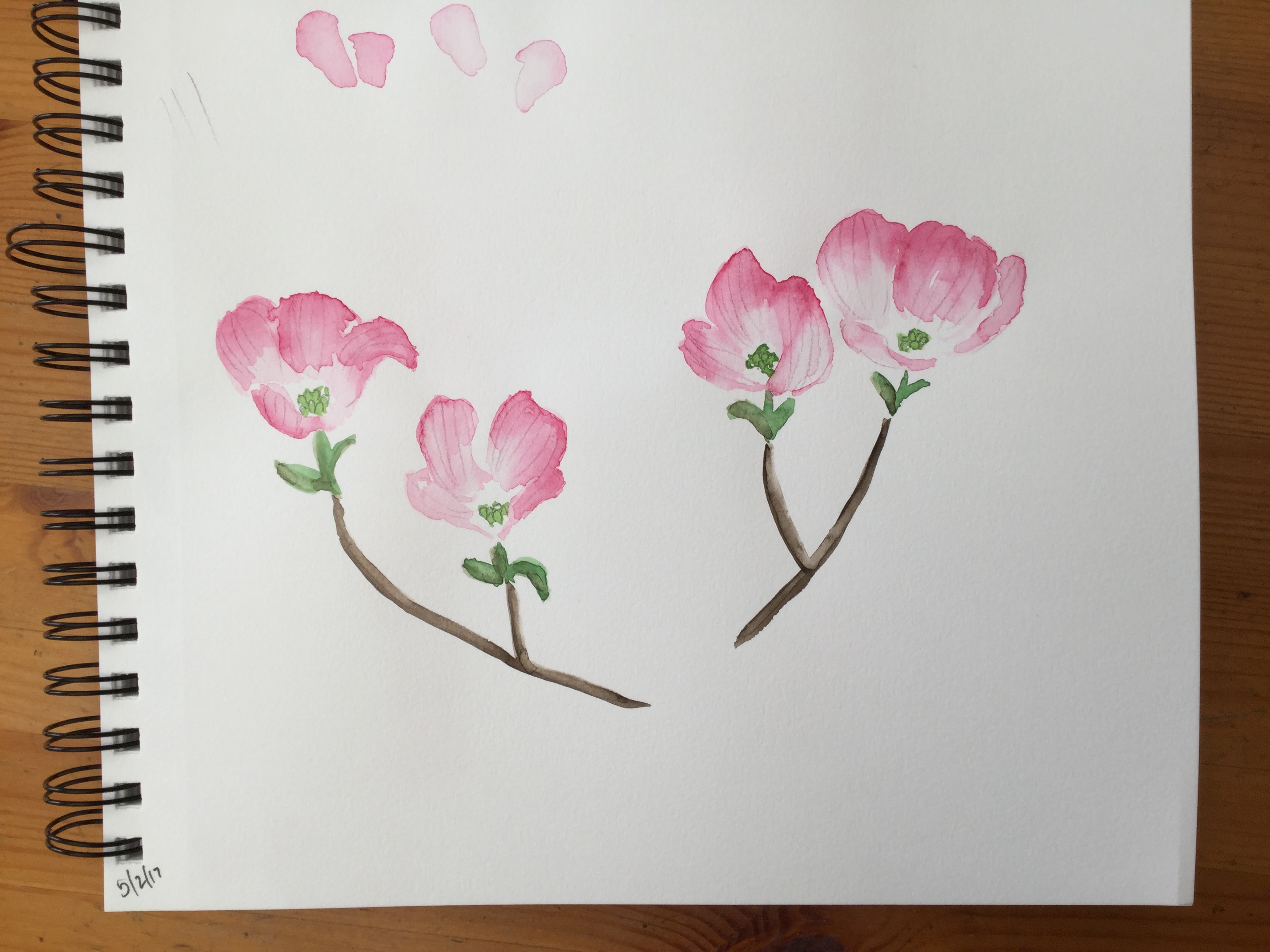 Dogwood flowers in my sketchbook 