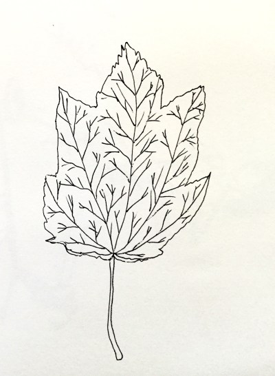 InkTober leaf