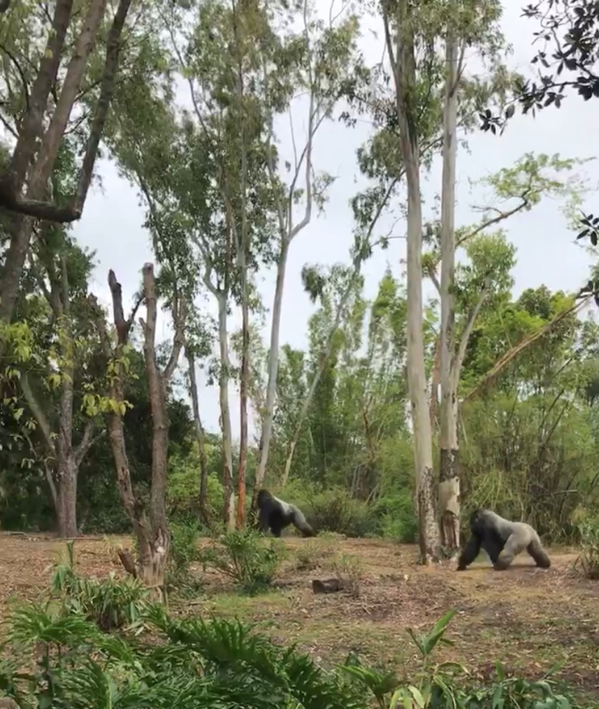 Gorillas at Animal Kingdom