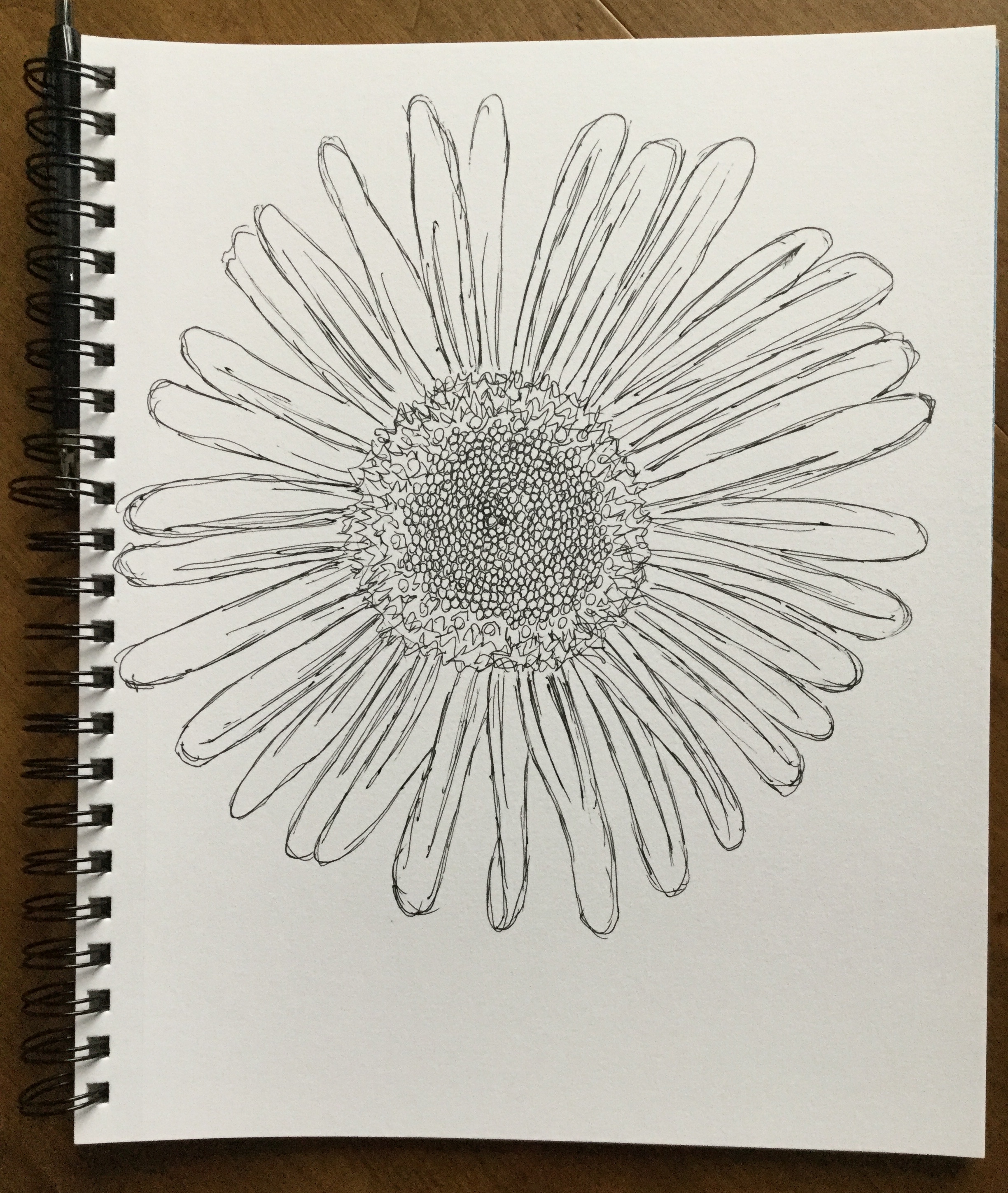 InkTober sketch of Montauk Daisies 