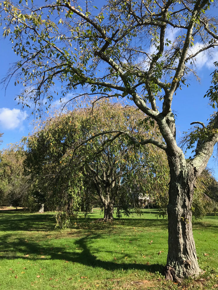 Planting Fields Arboretum